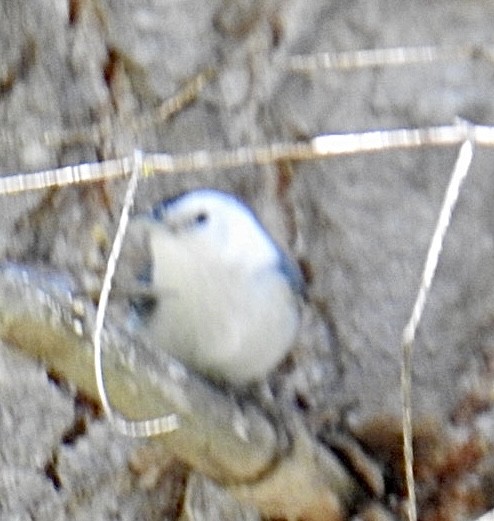 White-breasted Nuthatch (Interior West) - Brian Ison