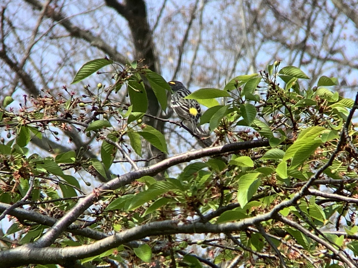 Yellow-rumped Warbler - Vivian Young