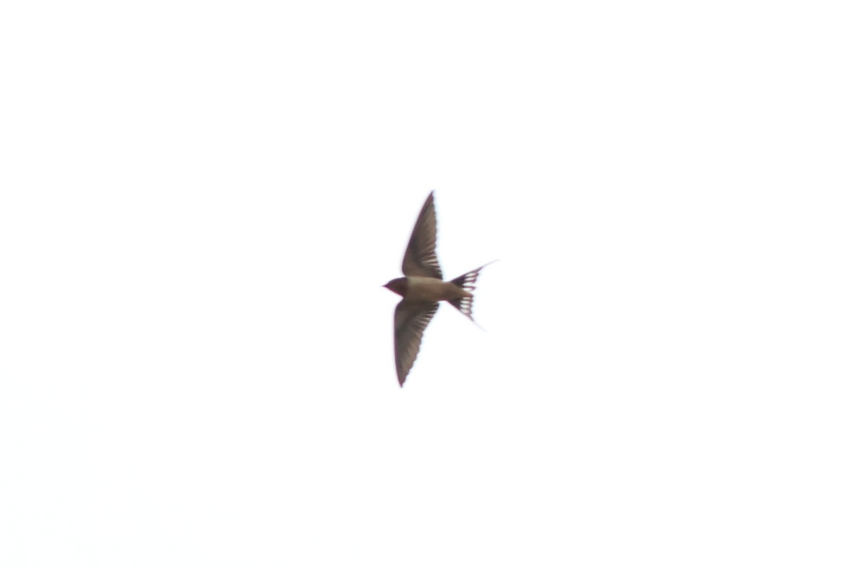 Barn Swallow (American) - ML618118395