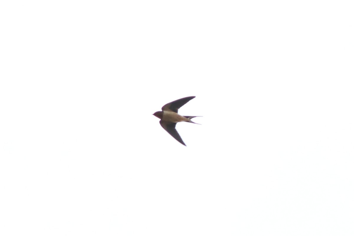 Barn Swallow (American) - ML618118396