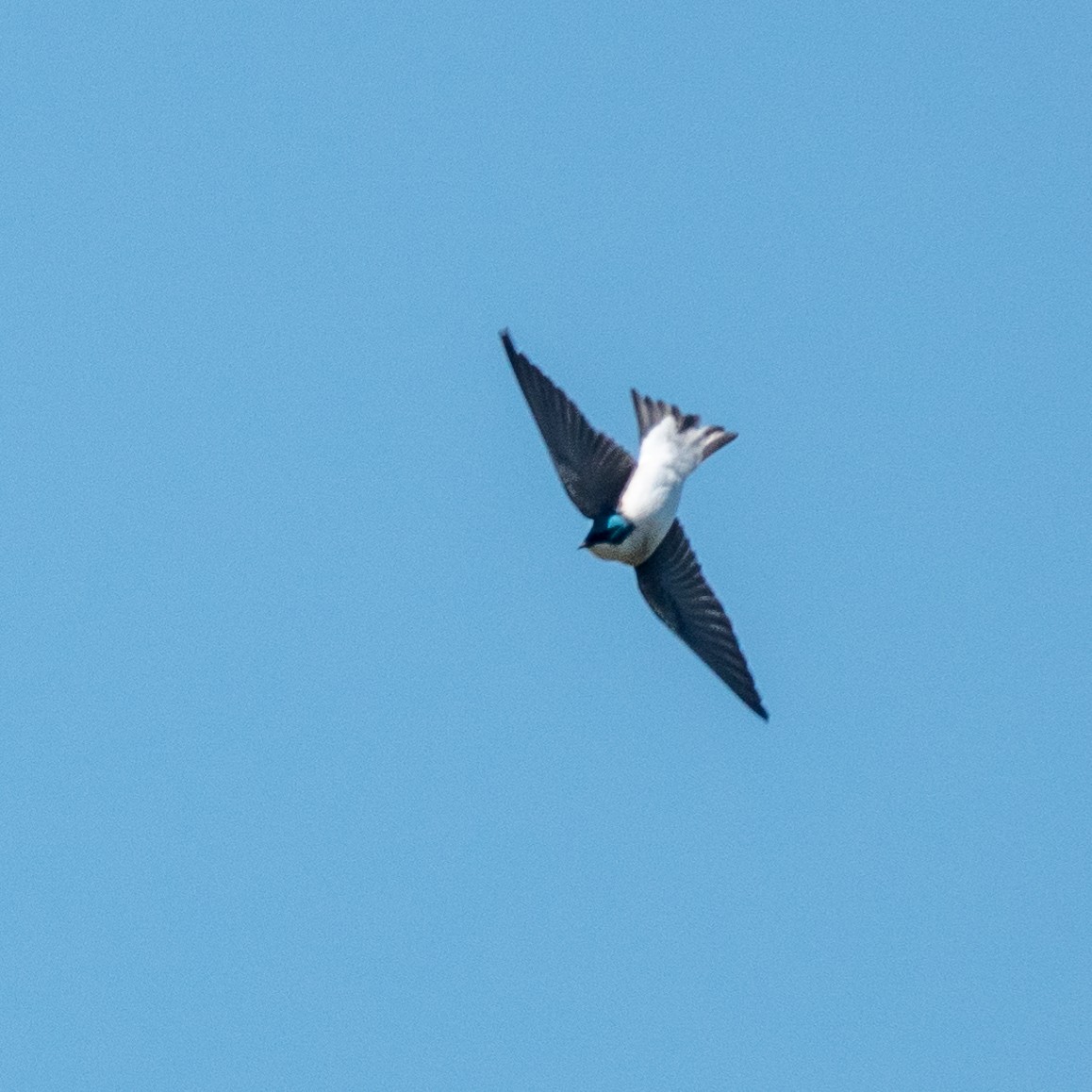 Tree Swallow - Anonymous