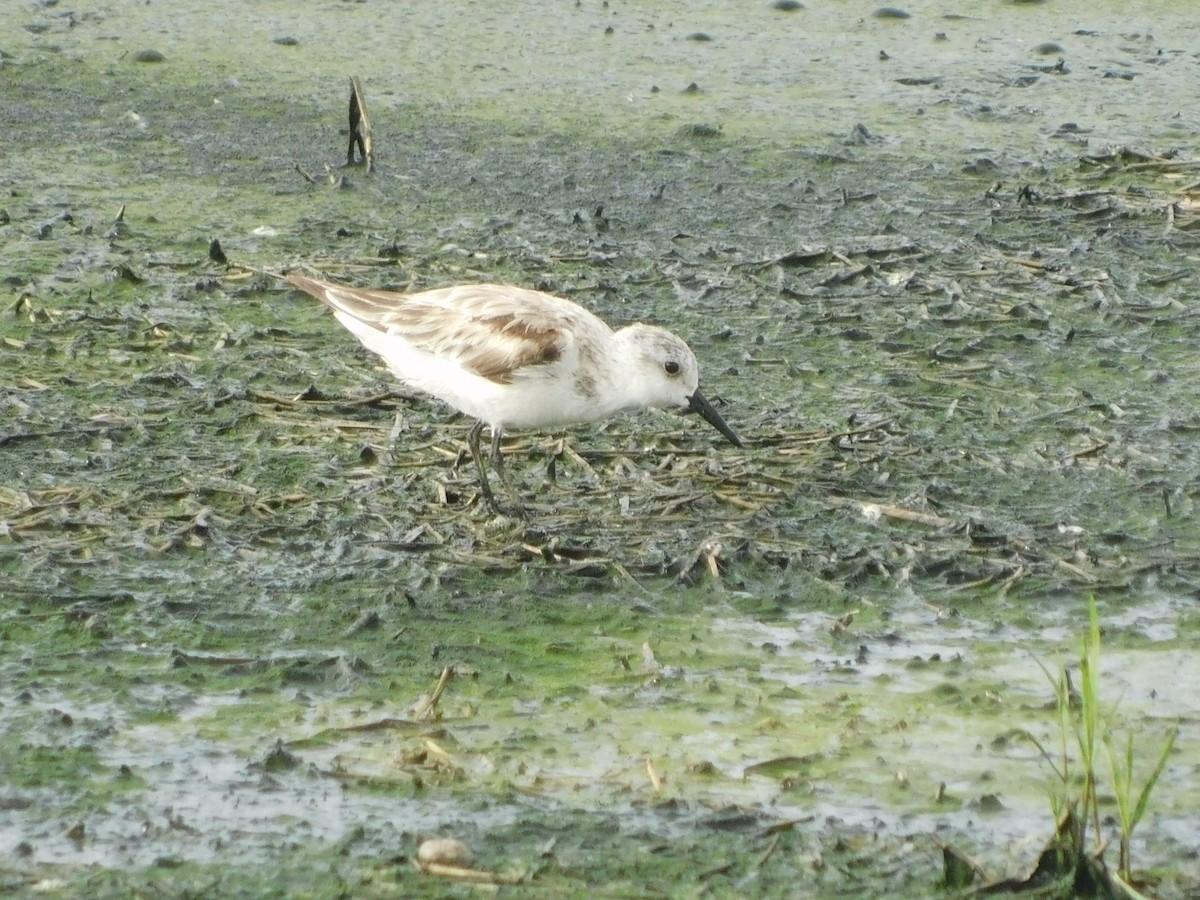 Sanderling - ML618118413