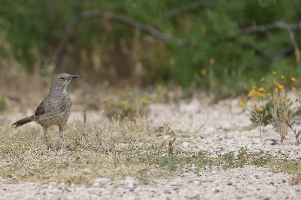 Curve-billed Thrasher - ML618118414