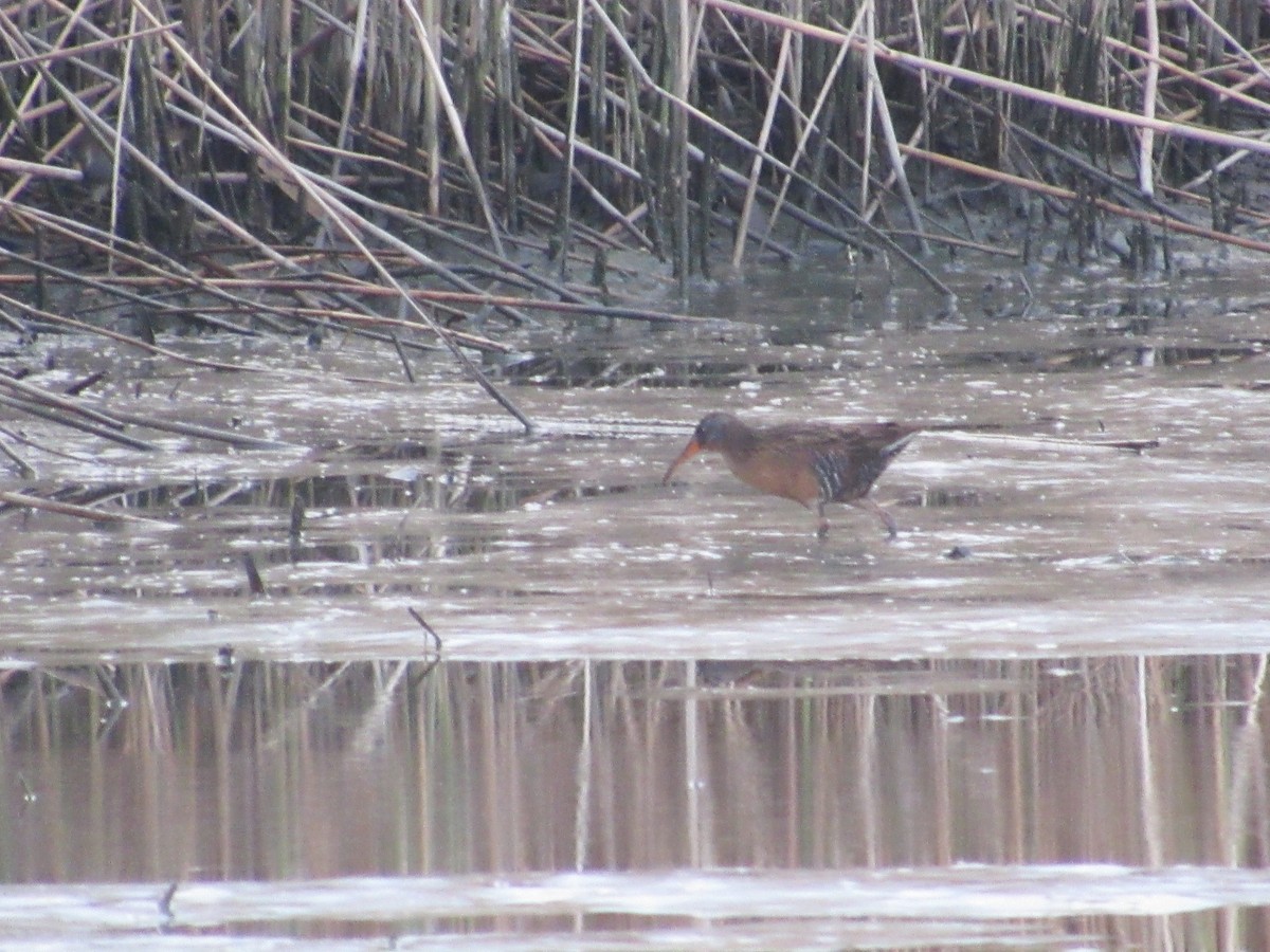 Virginia Rail - ML618118439