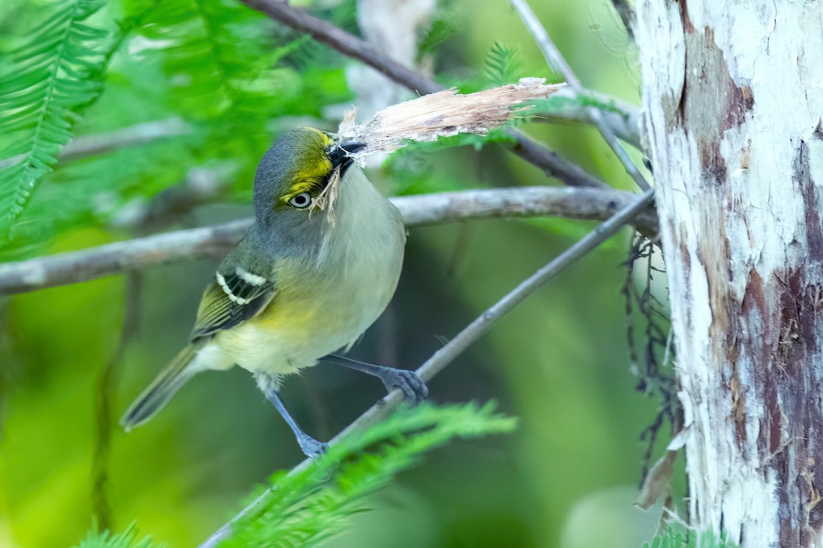 White-eyed Vireo - Sue Barth