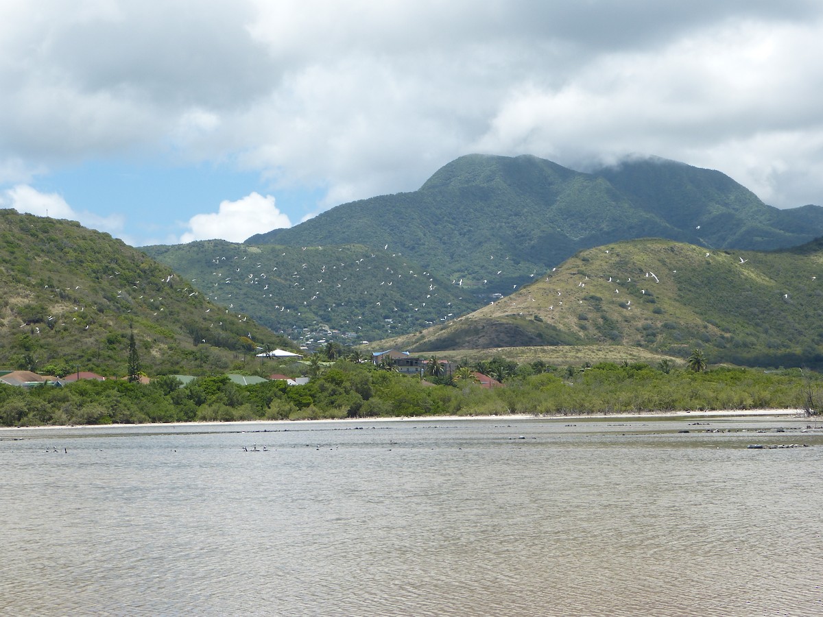 美洲小燕鷗 - ML618118444