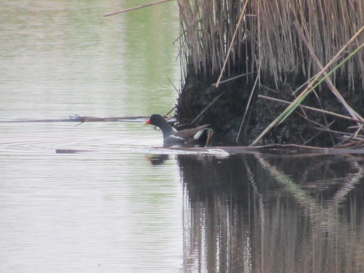 Common Gallinule - ML618118458