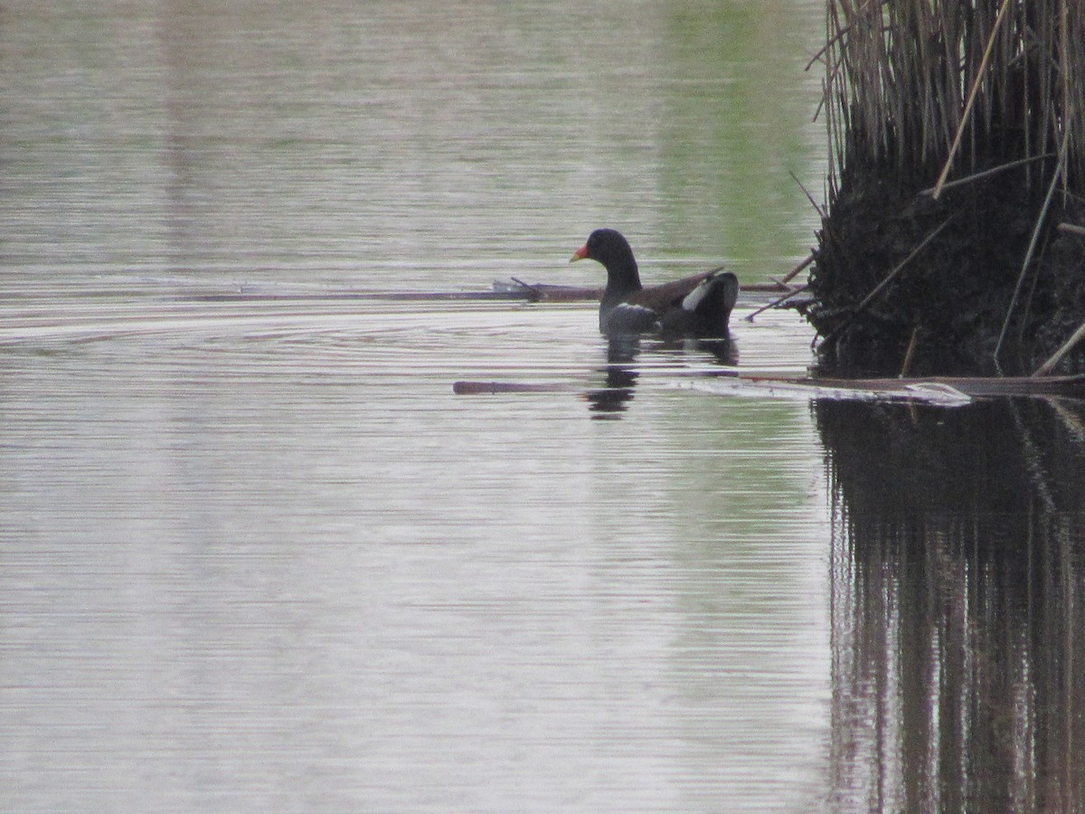 Common Gallinule - ML618118459