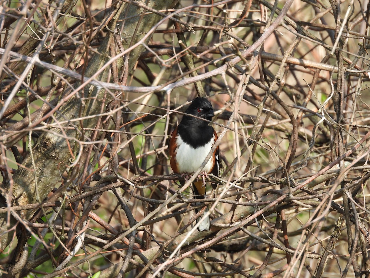 Eastern Towhee - George Ford