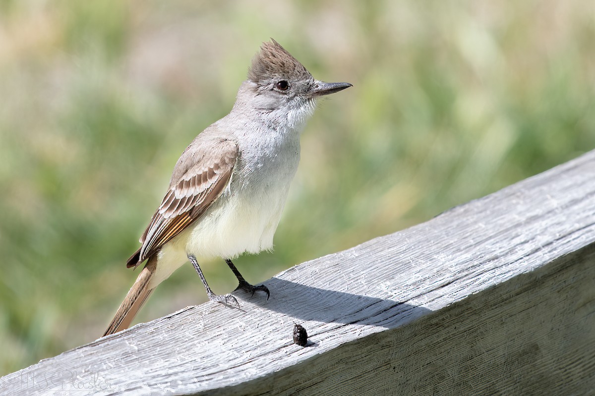 Ash-throated Flycatcher - ML618118474