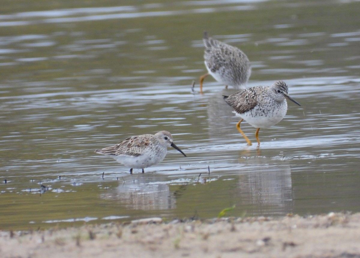 Dunlin - ML618118475