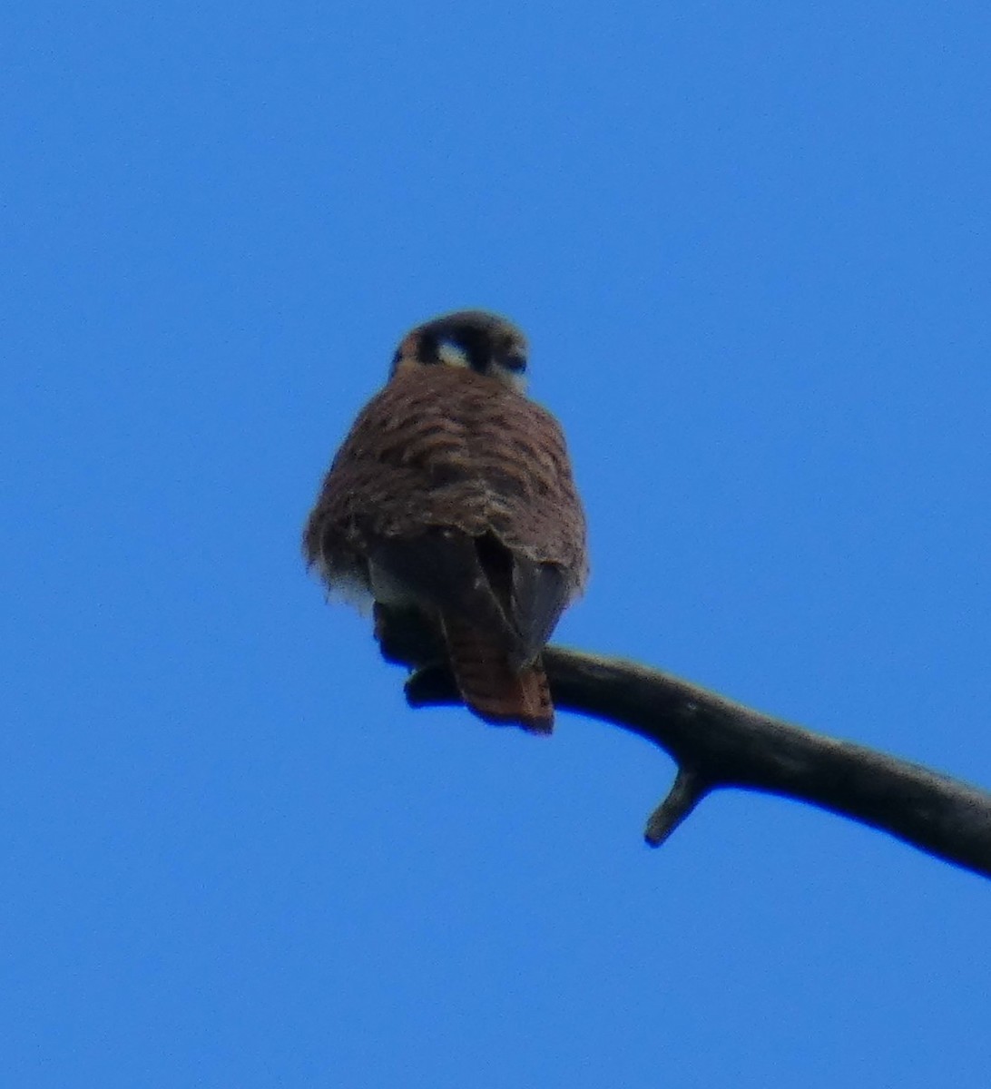 American Kestrel - Tahira Probst