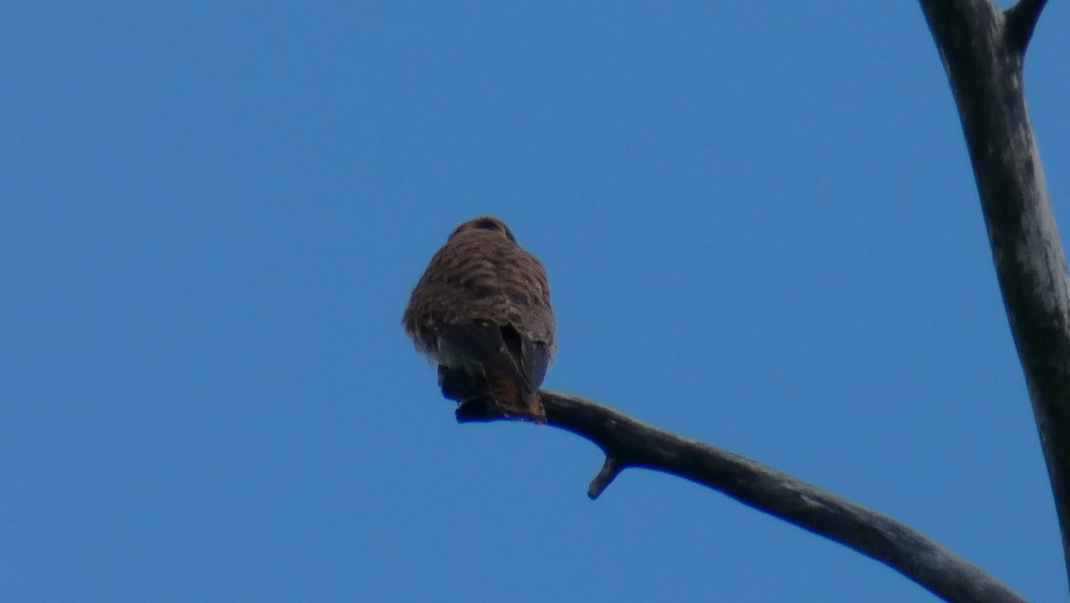 American Kestrel - ML618118477