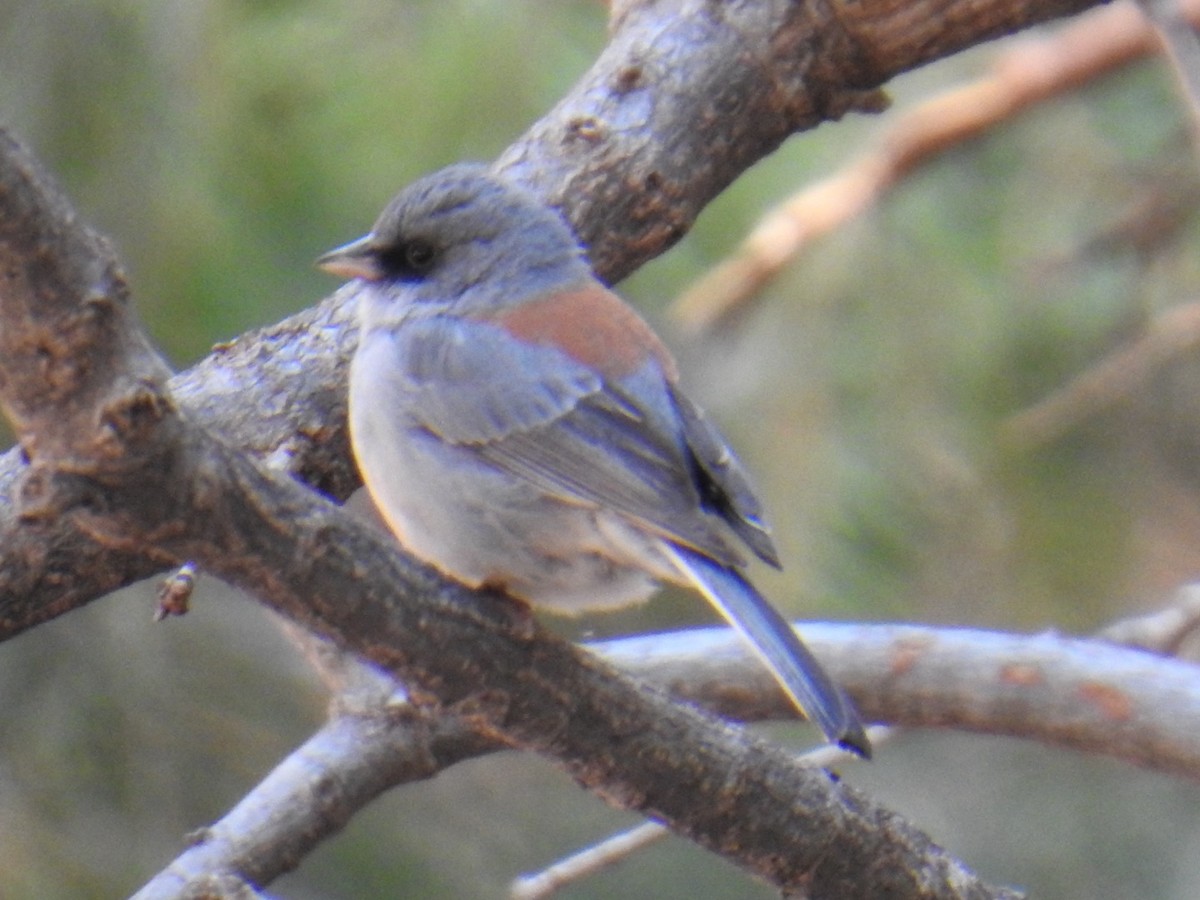 Dark-eyed Junco (Red-backed) - Brian Ison