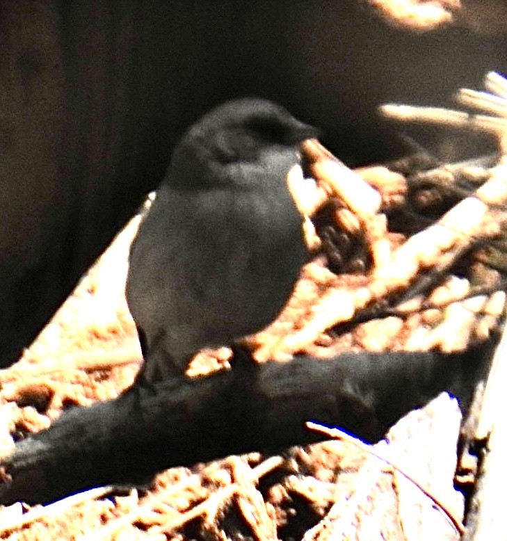 Dark-eyed Junco (Red-backed) - ML618118486