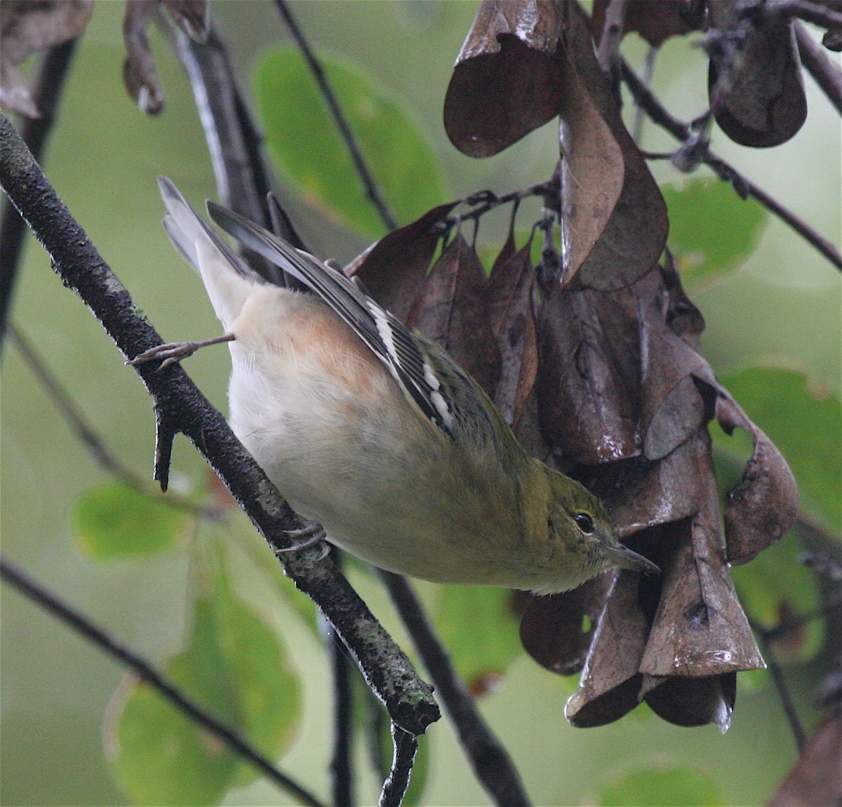 Bay-breasted Warbler - ML618118492
