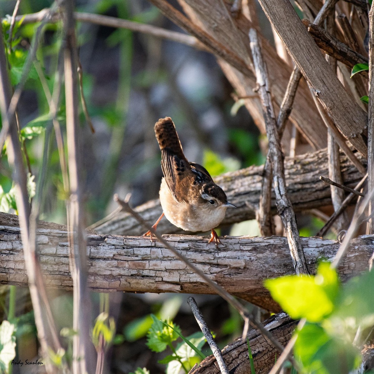 Marsh Wren - ML618118513