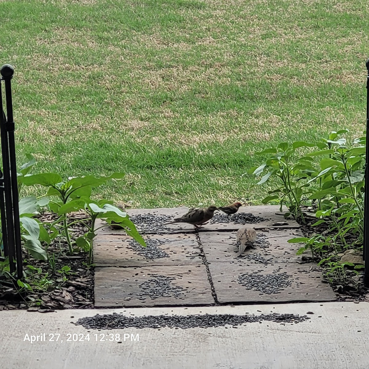 Mourning Dove - Anonymous