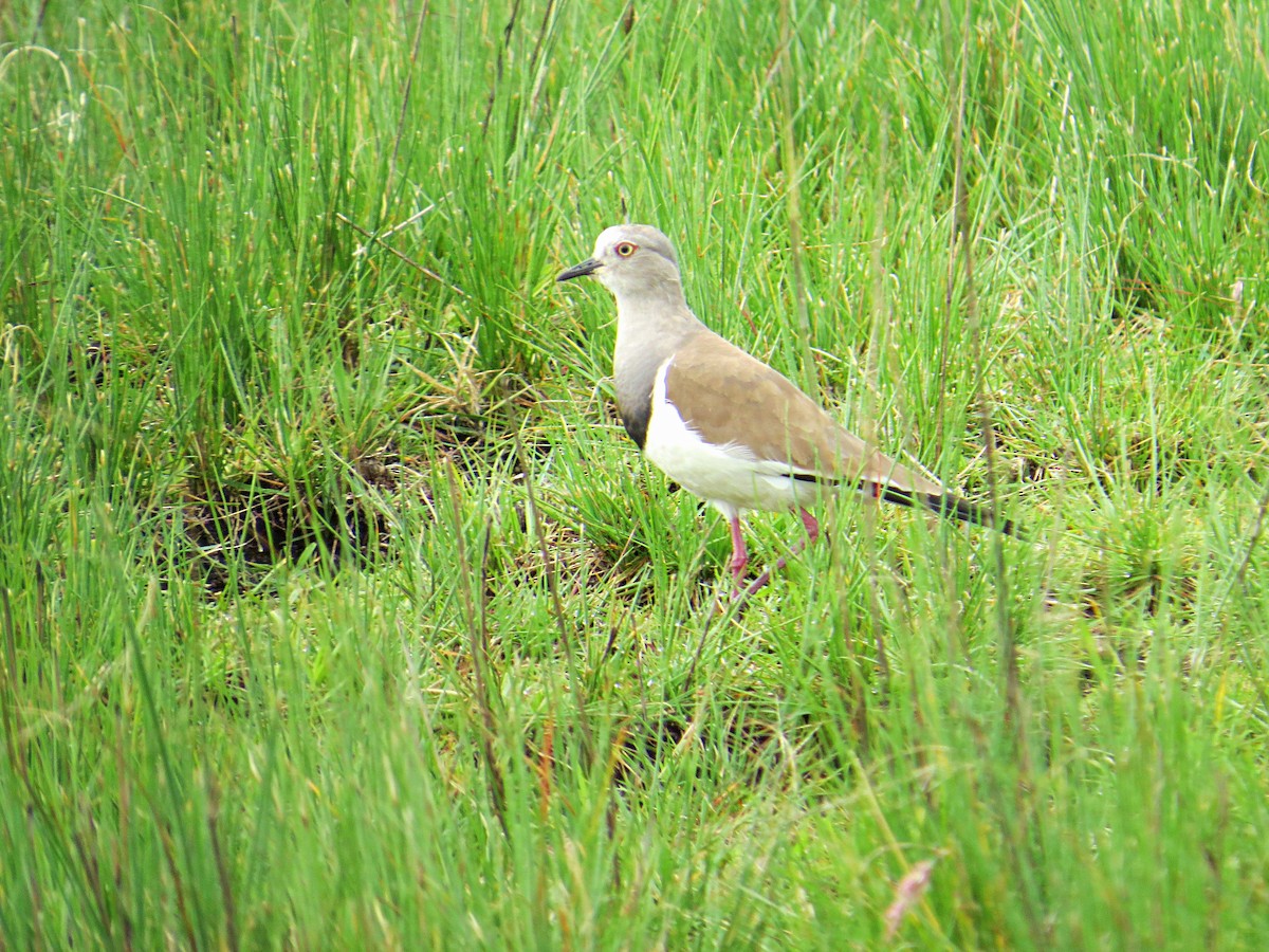 Black-winged Lapwing - ML618118524