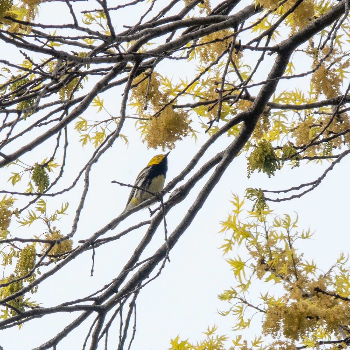 Black-throated Green Warbler - Anonymous