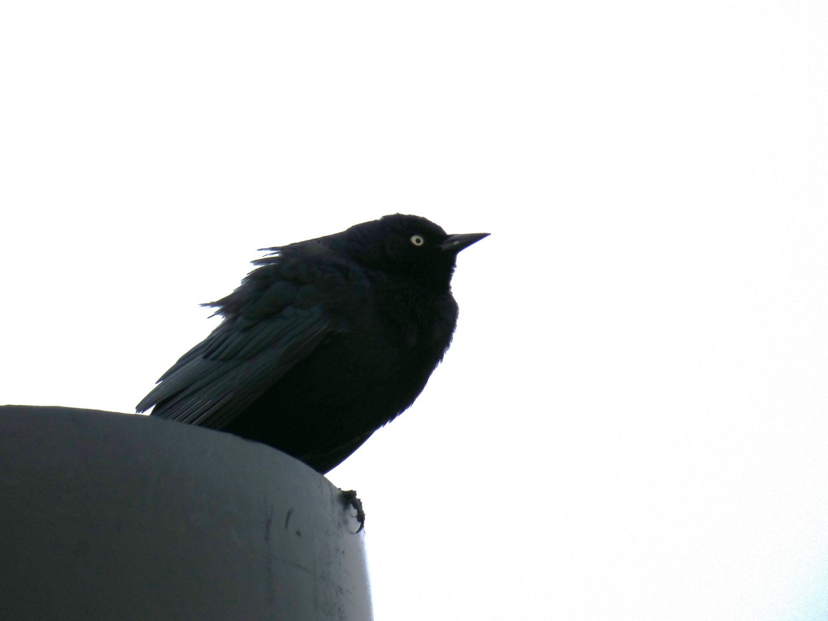 Brewer's Blackbird - Tahira Probst