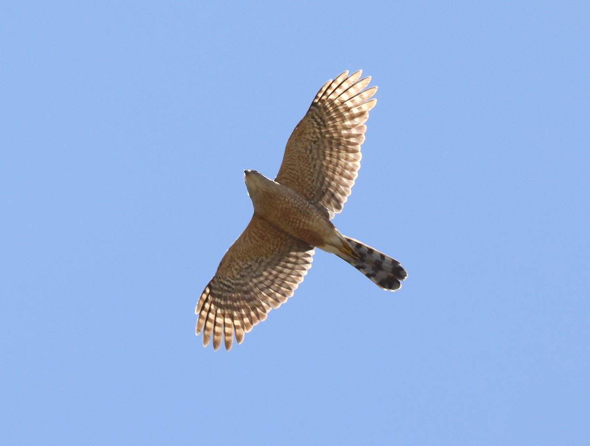 Cooper's Hawk - ML618118578