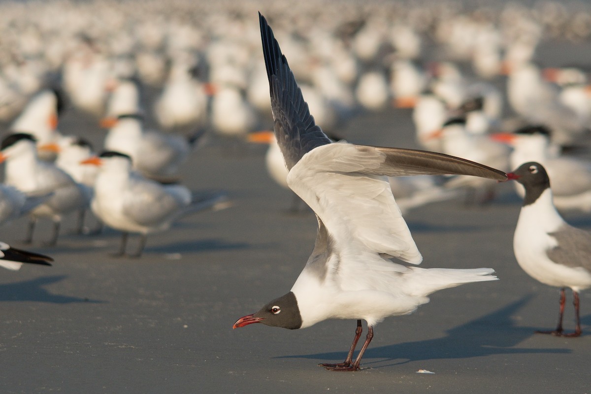 Mouette atricille - ML618118584