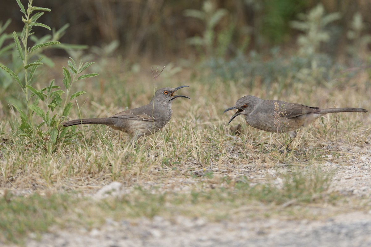 Curve-billed Thrasher - ML618118589