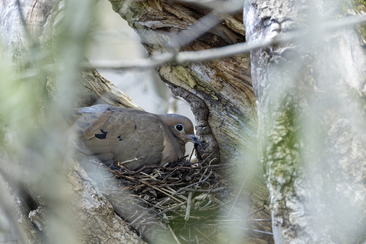 Mourning Dove - Matt Denoncour