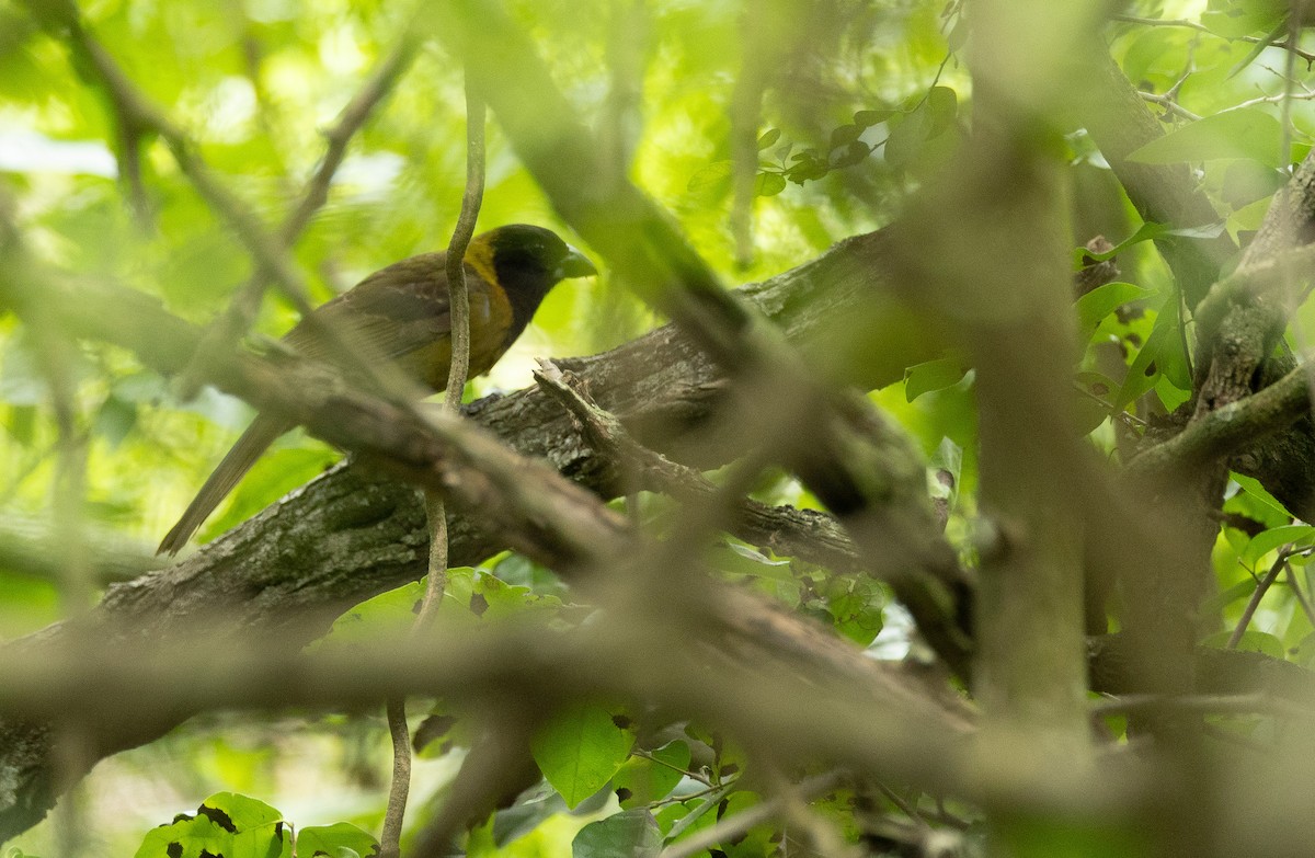 Crimson-collared Grosbeak - ML618118609