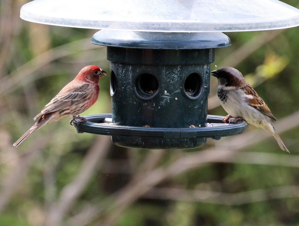 House Finch - Kernan Bell