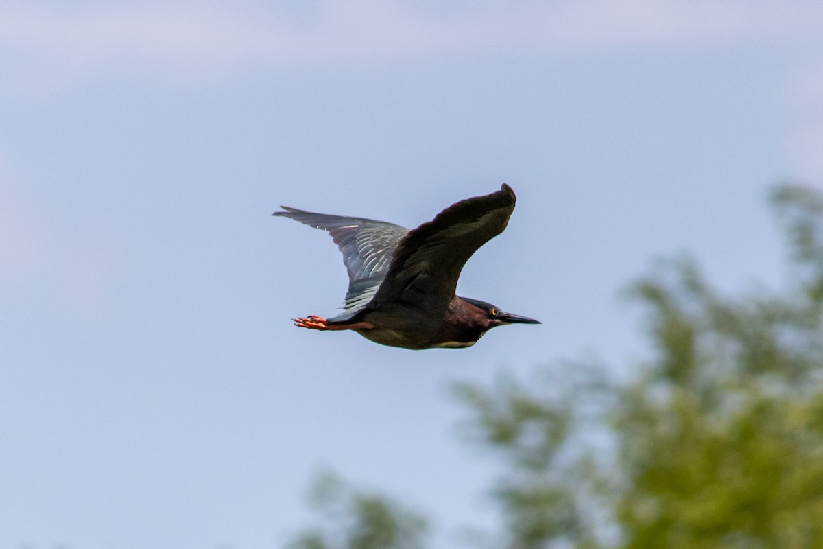 Green Heron - David Wilburn