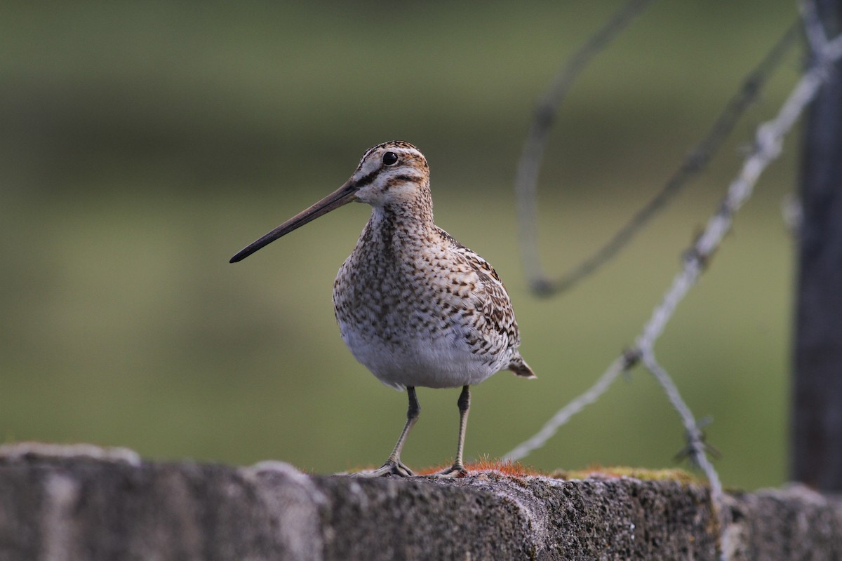 Common Snipe - Carlos Pereira