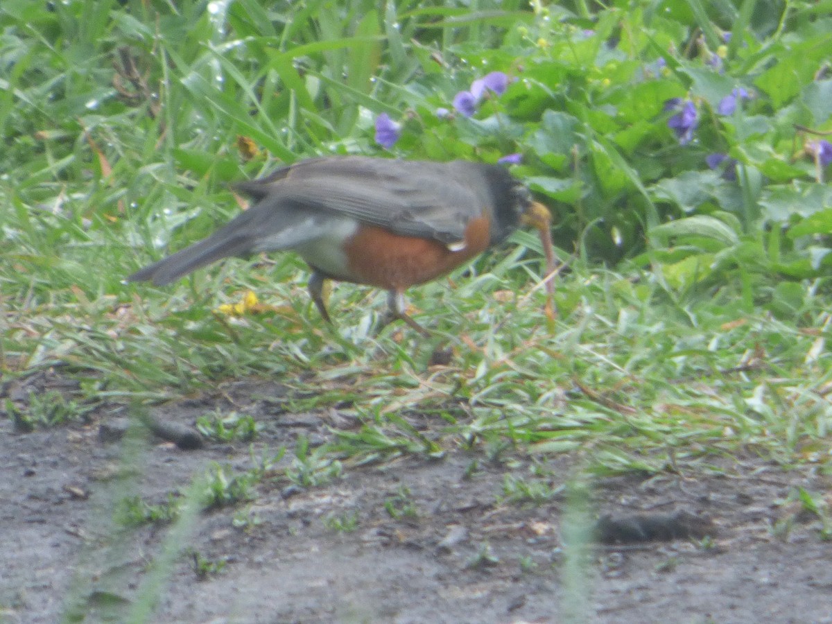 American Robin - Hazem Alkhan