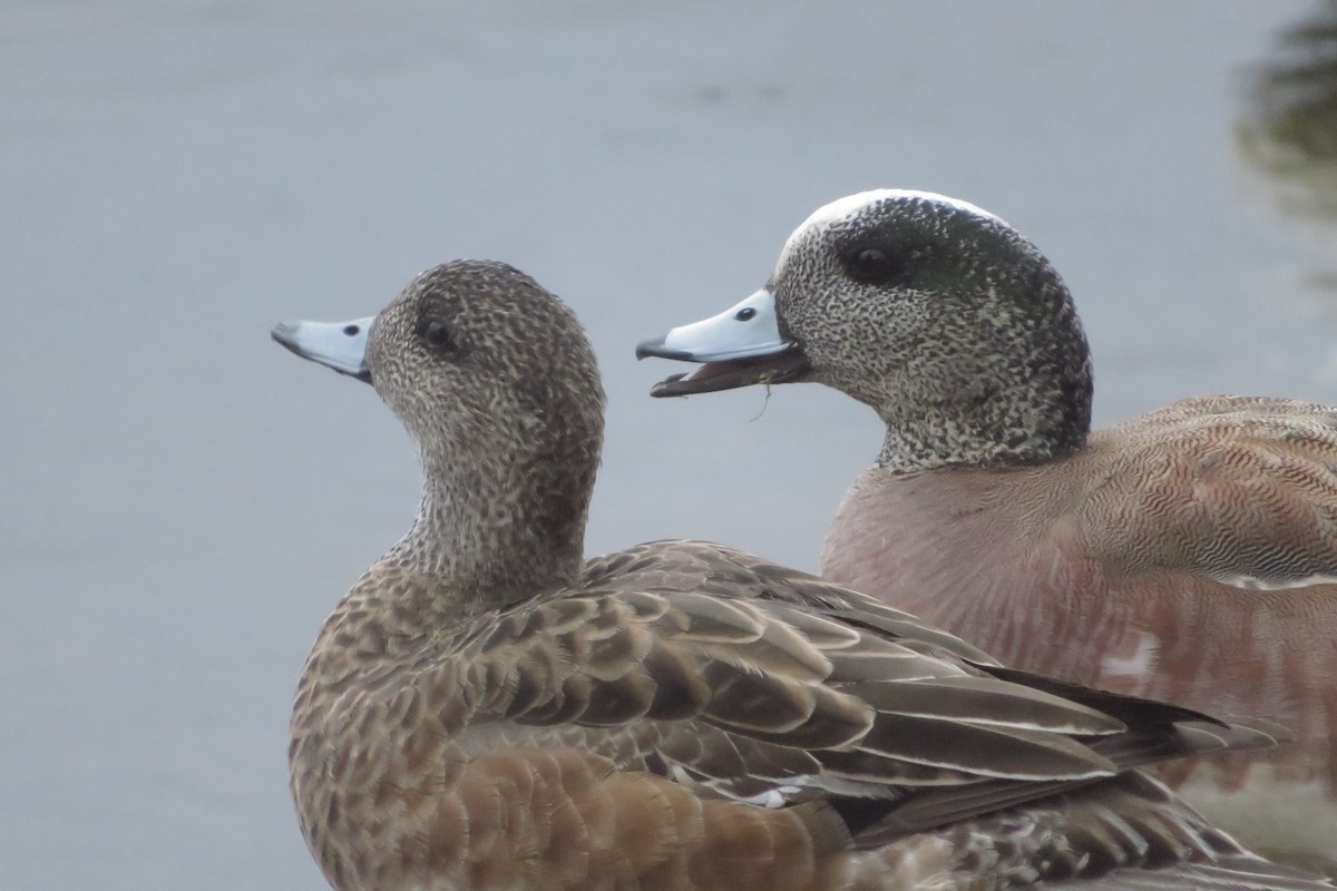 American Wigeon - Chris Blomme