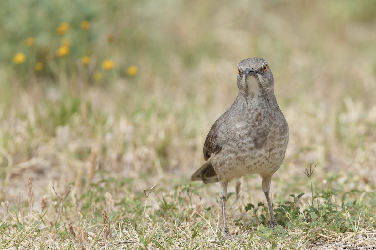 Curve-billed Thrasher - ML618118660