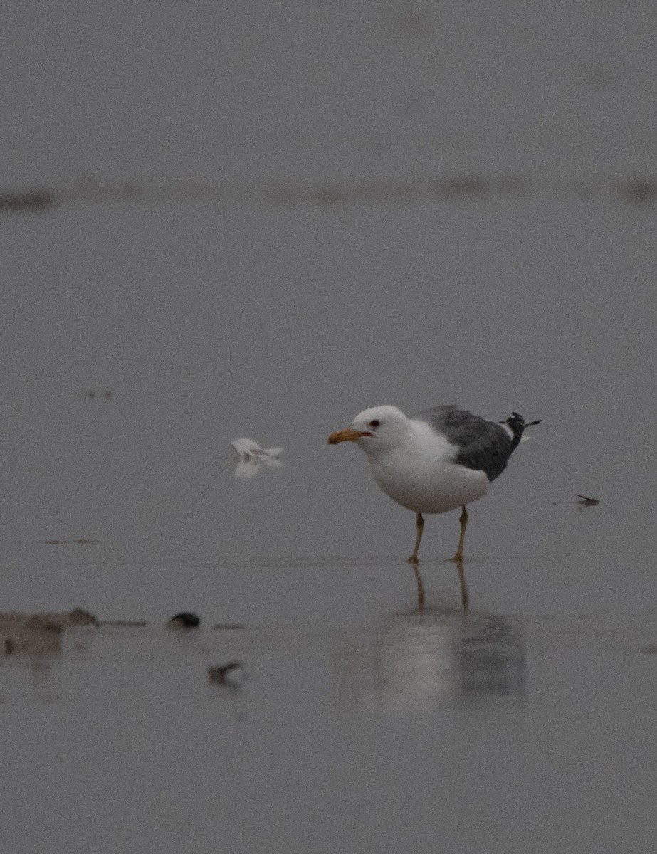 Gaviota Californiana - ML618118673