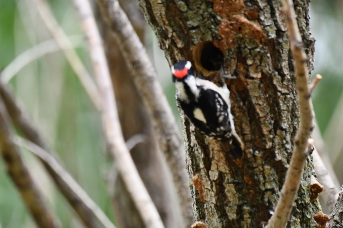 Hairy Woodpecker - Carmen Ricer