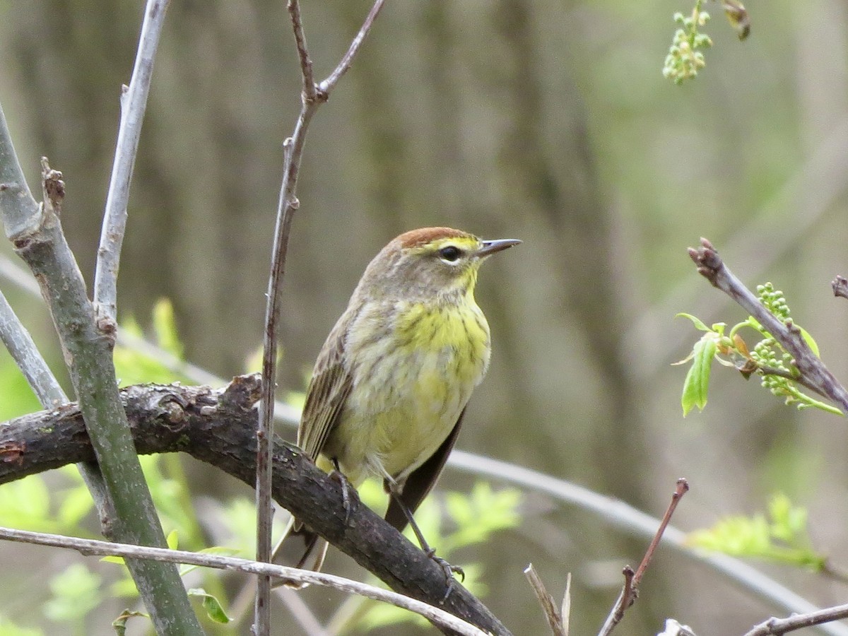 Palm Warbler - Norka Saldana