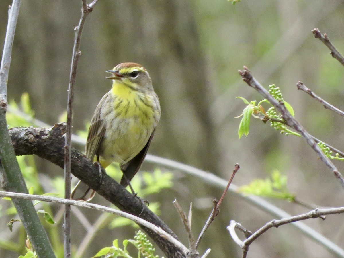 Palm Warbler - Norka Saldana