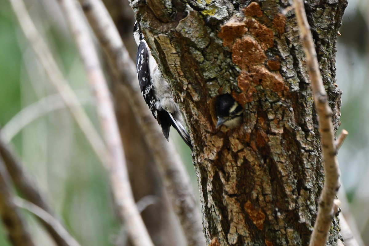 Hairy Woodpecker - Carmen Ricer