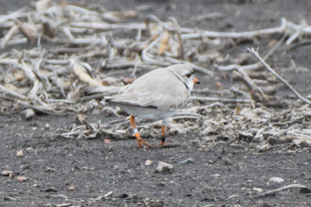 Piping Plover - ML618118725