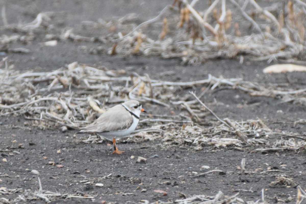 Piping Plover - ML618118726