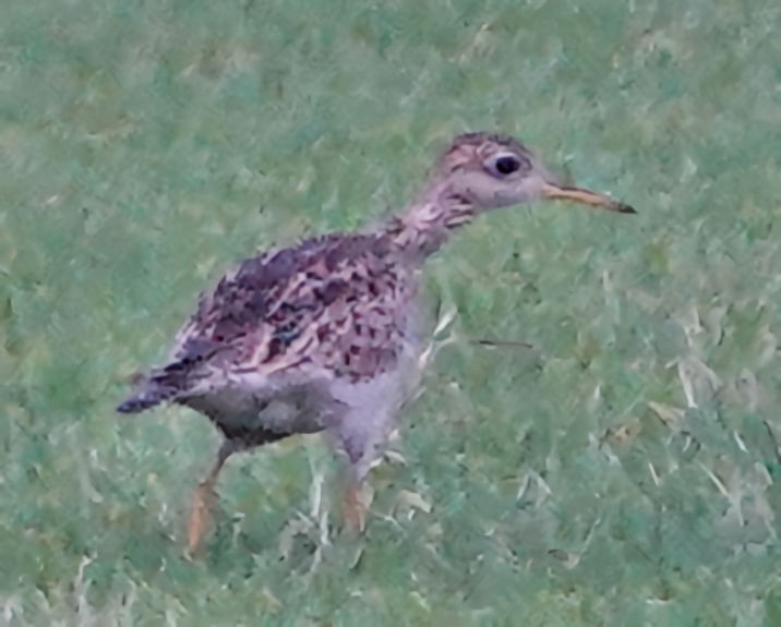 Upland Sandpiper - Doug Wassmer