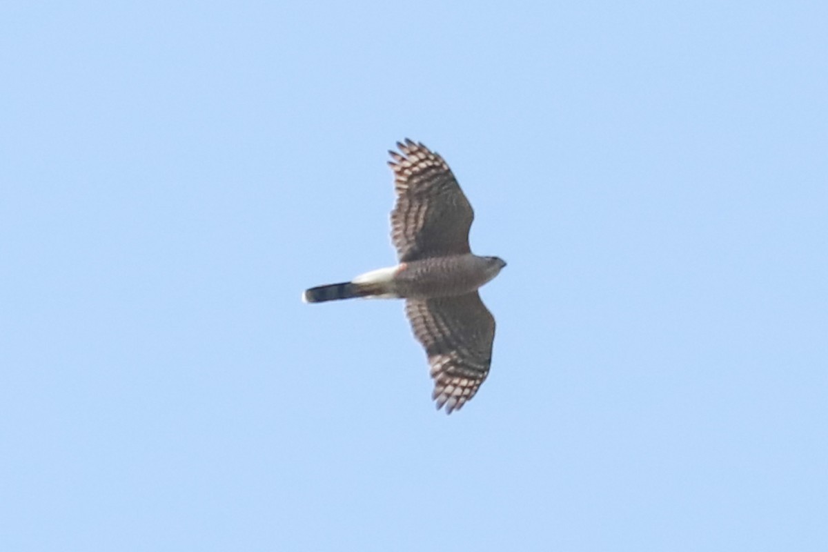 Cooper's Hawk - Debra Rittelmann