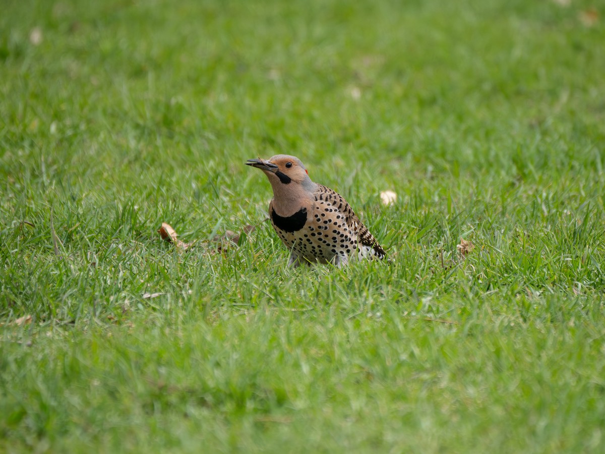 Northern Flicker - David Howe & Rosanne Dawson