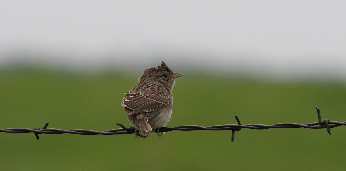 Cassin's Sparrow - Peter Billingham