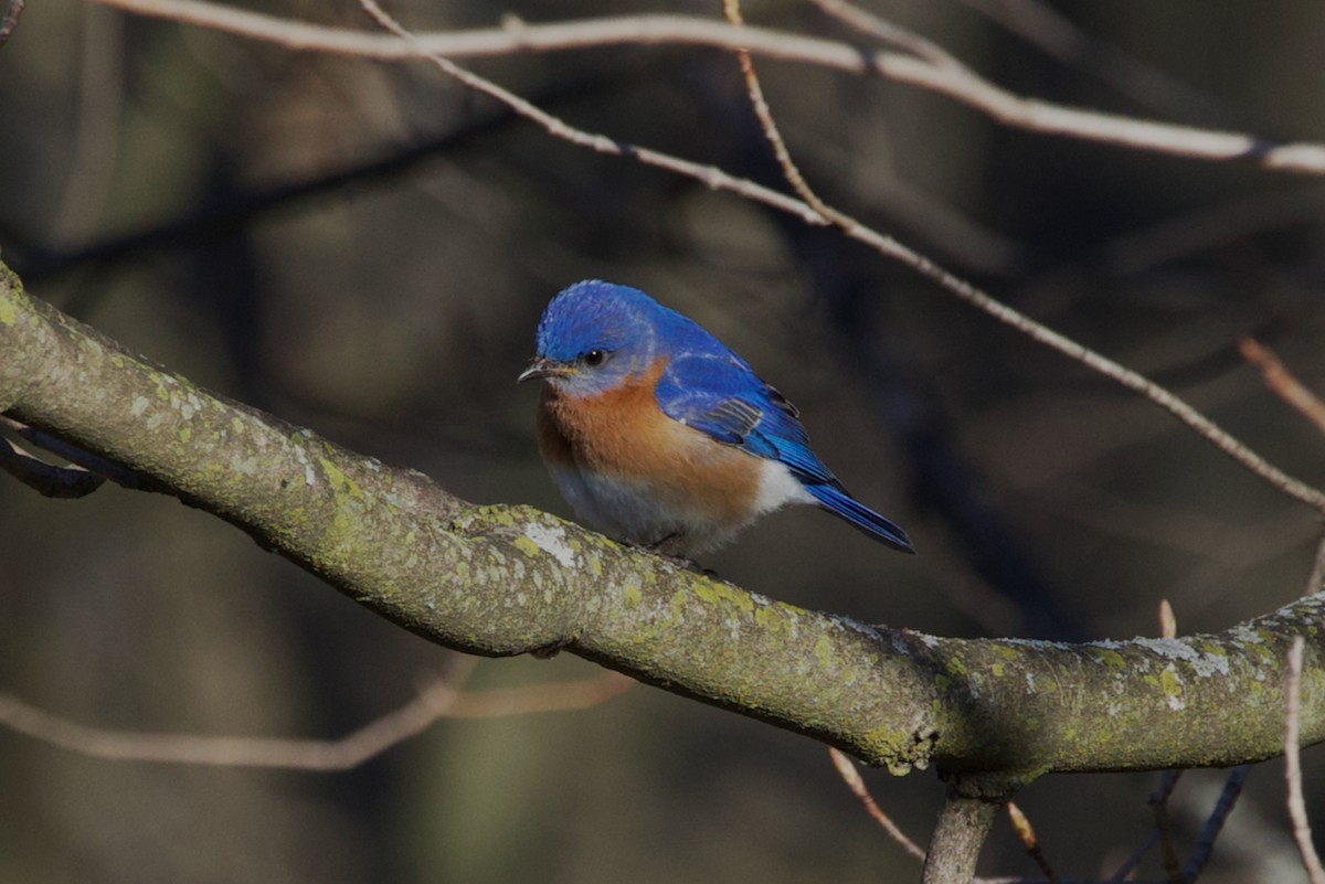 Eastern Bluebird - ML618118741