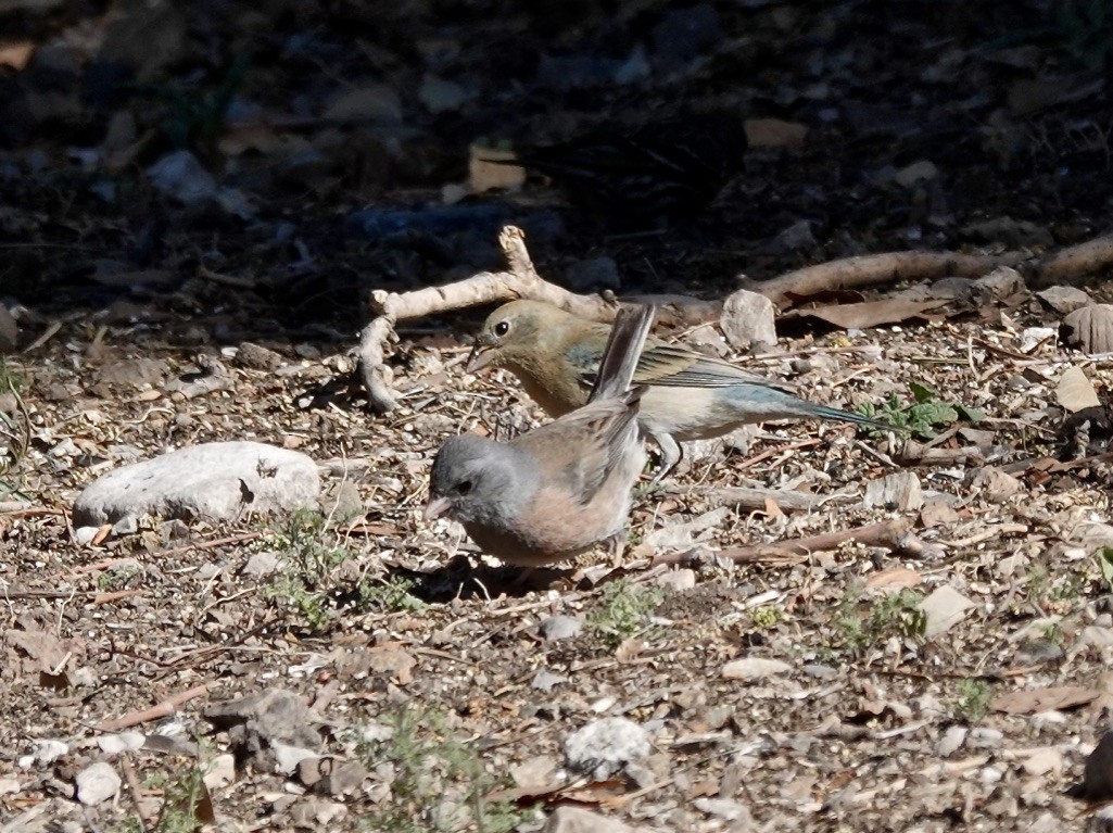 Dark-eyed Junco (Pink-sided) - Rick Taylor