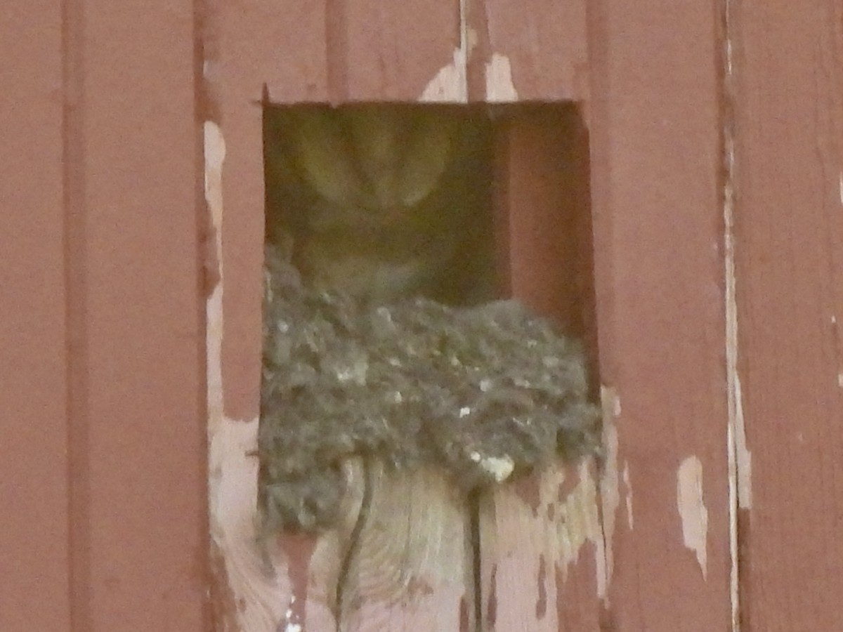 Barn Owl - Sheryl Lazenby